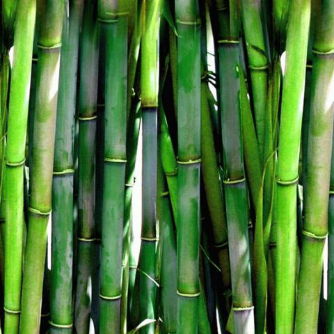 Vše o bambusových pletacích jehlicích